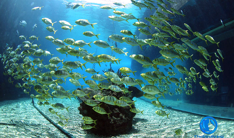 水肺潛水的健康要求：那些人們沒有注意而令他們最后敗興而歸的細(xì)節(jié)