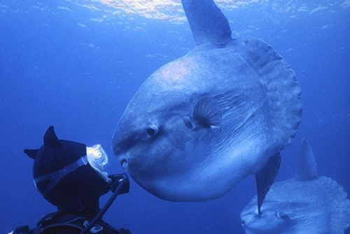 潛水時(shí)驚慌怎么辦？
