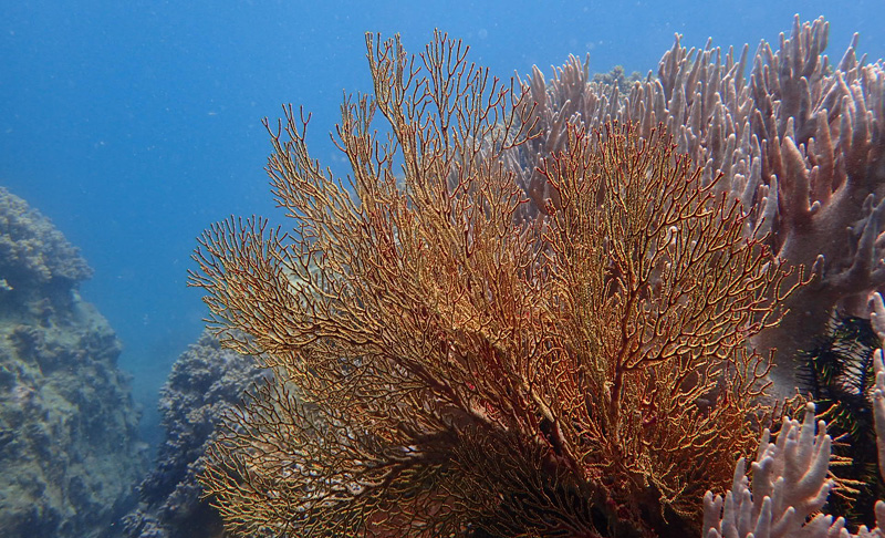 以潛水員的身份花式說愛你
