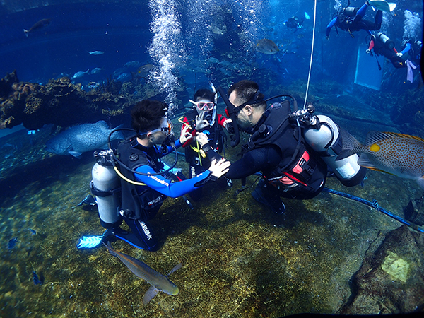 12/12正式上線！PADI 最新課程【休閑潛水員Resort Diver】 丨 一天拿證，潛遍全球