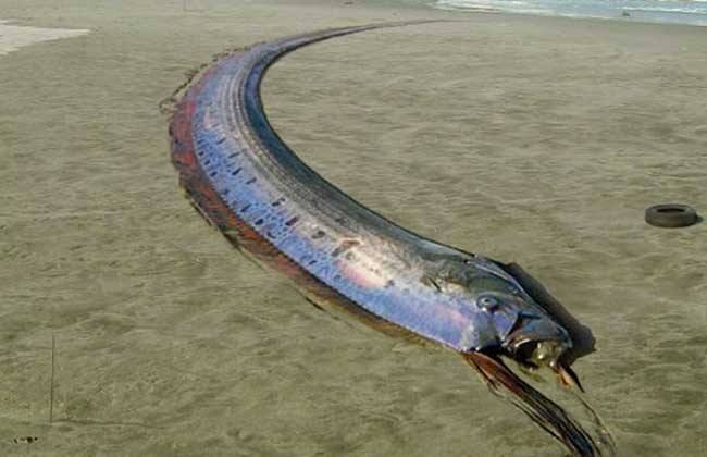 海洋中的神秘生物—皇帶魚(yú)