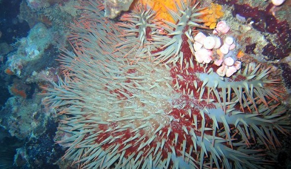 水下被海洋生物傷害到了該怎么辦？